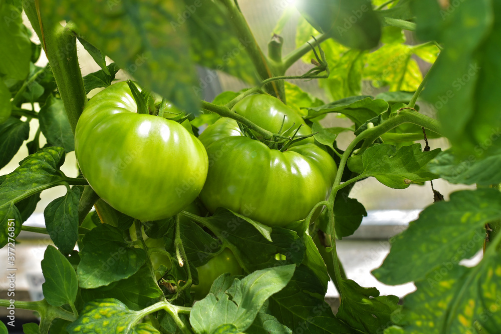 Male farmer holds a green tomato in a greenhouse. Green tomato. agricultural industry