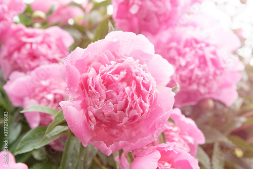 Pink peony flowers in summer garden with sunrays. Blooming peonies bush. Close up of pastel pink flower petals with water droplets. Peonies background