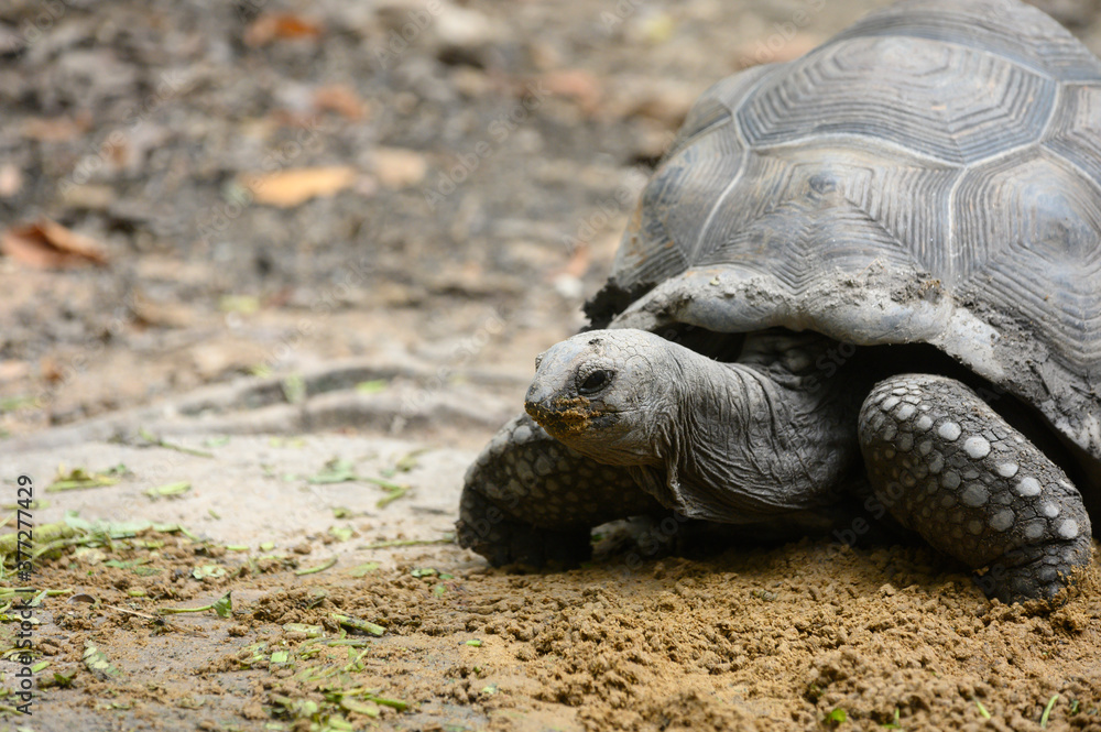 Obraz premium Giant Galapagos tortoise