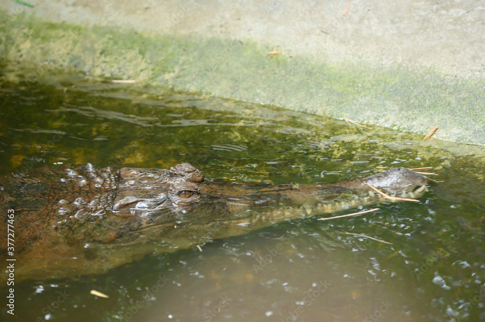 Crocodile in the pond
