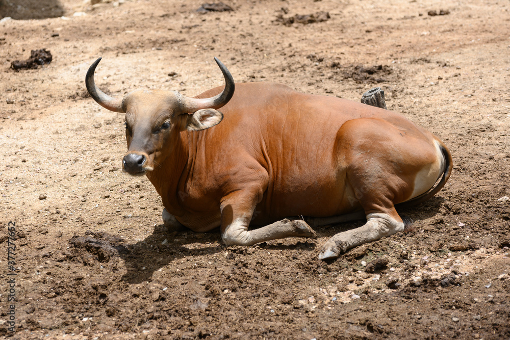 Banteng, Bos javanicus or Red Bull Banteng, Bos javanicus or Red Bull