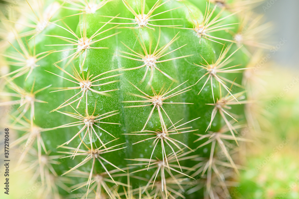Cactus Cacti closeup neon green Cactus Cacti closeup neon green