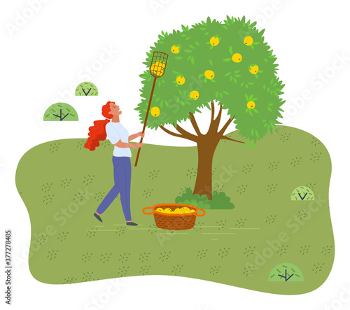 Girl picking fresh yellow apples from branches using fruit collector in garden from apple tree. Fresh organic fruits into a basket full of apples. Gardening works, farming works, isolated illustration