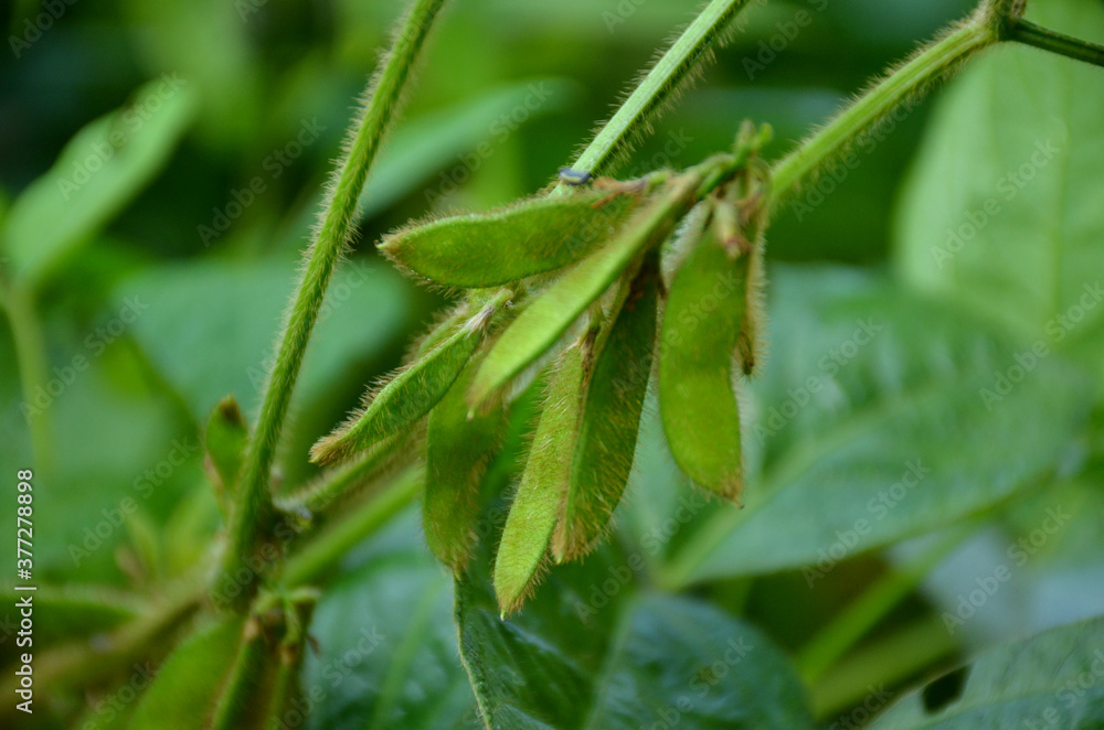 the green ripe pods with vine and leaves in the garden. the green ripe pods with vine and leaves in the garden.