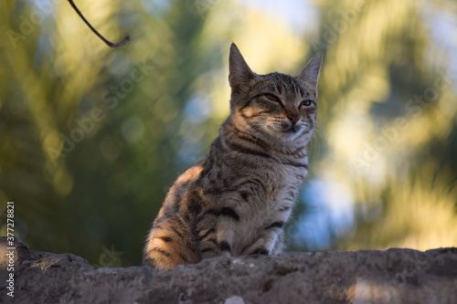 Cat portrait close up pet domestic kitten animal photo