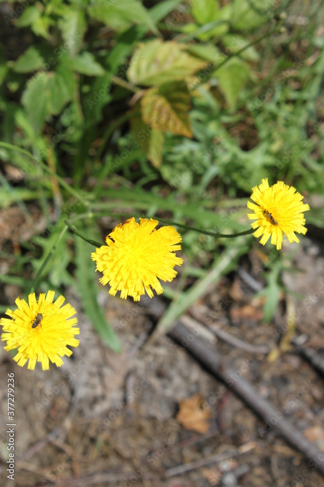 Yellow flowers in the garden in summer Yellow flowers in the garden in summer
