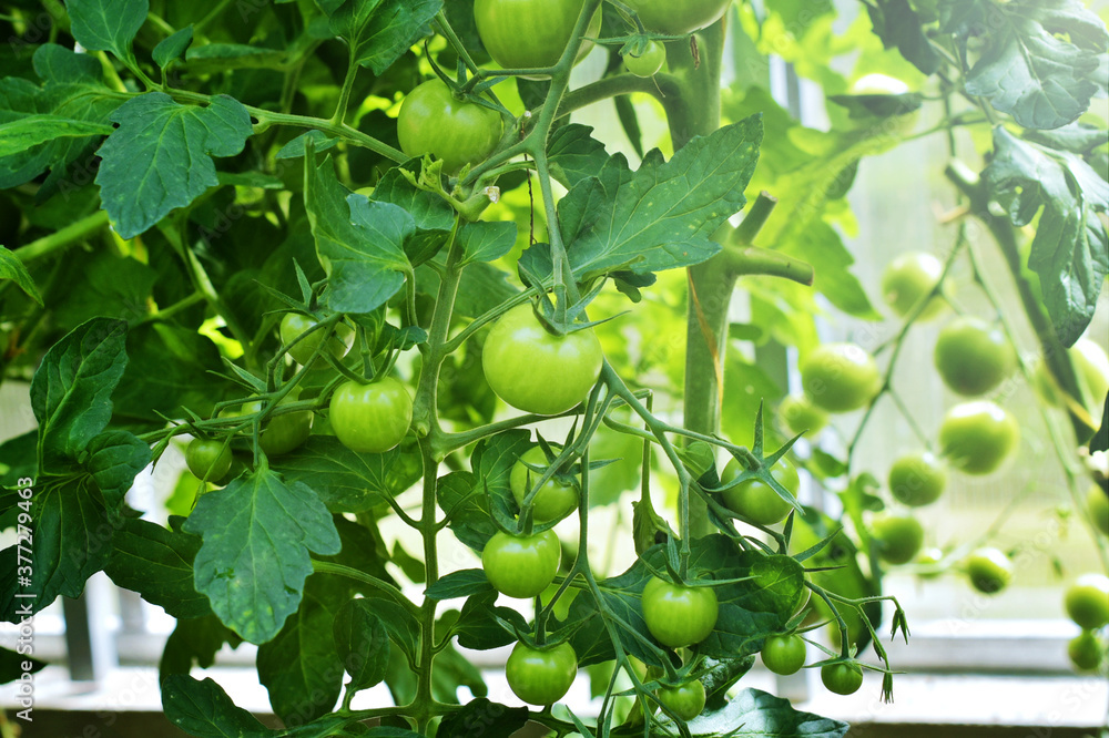 Tomatoes on a branch on a background of green leaves. Agriculture Tomatoes on a branch on a background of green leaves. Agriculture