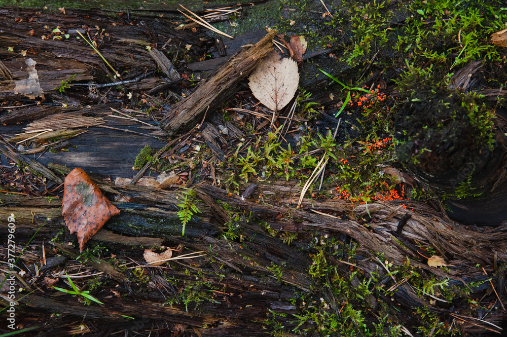 Obraz premium Top view of the trunk of a wet old tree covered with moss and red mold. Top yellow leaves. Copy space