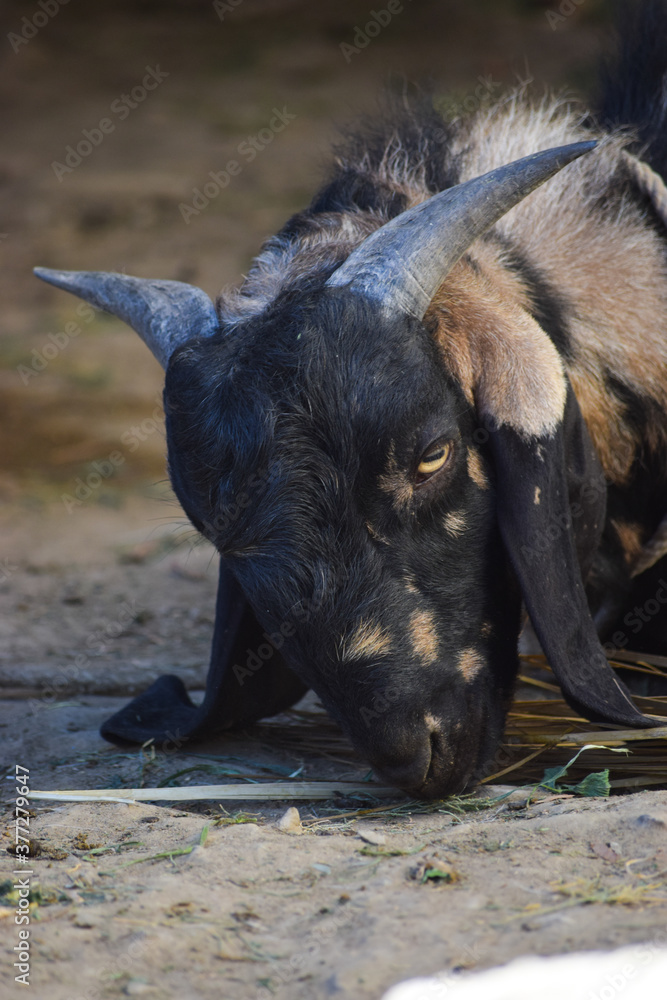 Portrait of cute young goat. pet domestic animal close up cattle. mammal black herbivorous fauna livestock farm background wallpaper photo Portrait of cute young goat. pet domestic animal close up cattle. mammal black herbivorous fauna livestock farm background wallpaper photo