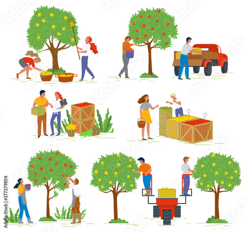 People harvesting apples from trees, agricultural work. Man and woman characters gardening, fruit in basket, gardener and rustic food, countryside vector. Picking apple concept. Flat cartoon