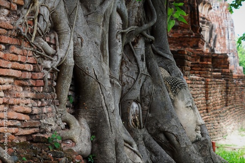 Ruins head of  Buddha at Wat mahathat in Ayutthaya , Thailand . one of the most popular historical temple
