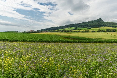 Blumenwiese und Felder vor dem Hohenstoffeln, links der Ort Weiterdingen, Hegau, Baden-Württemberg, Deutschland
