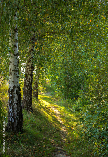 birch tree path