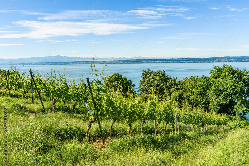 Obraz premium Ausblick auf Weinberge und Bodensee bei Meersburg, hinten der Alpstein und Säntis in der Schweiz, Bodenseekreis, Baden-Württemberg, Deutschland