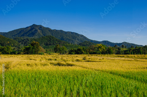 two toned rice field near mountain © photopk