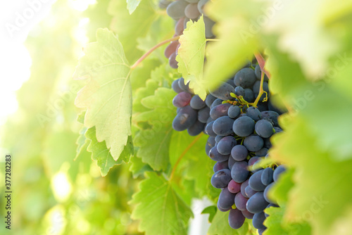 ripe dark blue table grapes on a branch are illuminated by the sunset rays. autumn berry for wine and food