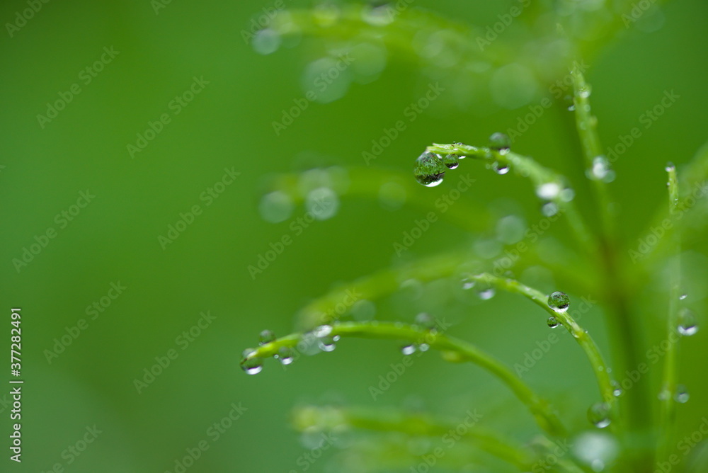 雫 雫