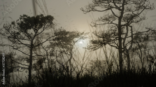 thai's pine wood with foggy scene