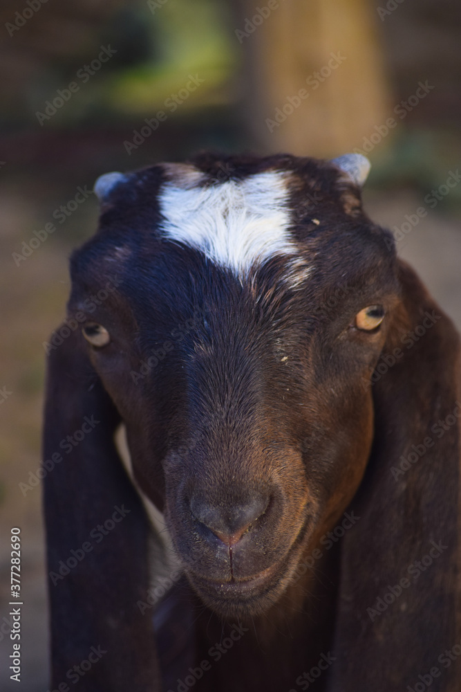 Portrait of cute young goat. pet domestic animal close up cattle. mammal black herbivorous fauna livestock farm background wallpaper photo Portrait of cute young goat. pet domestic animal close up cattle. mammal black herbivorous fauna livestock farm background wallpaper photo