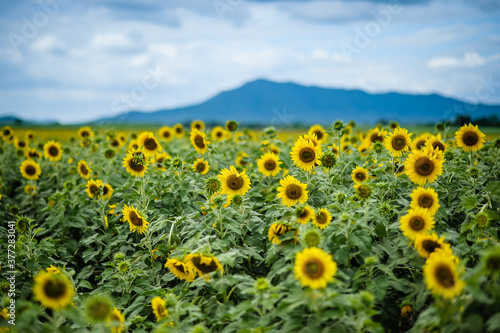 sunflower field with cloudy