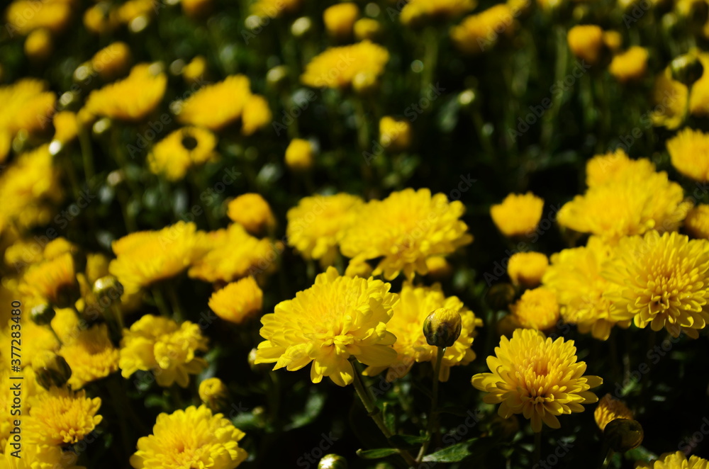 Yellow chrysanthemum flowers at sunny day Yellow chrysanthemum flowers at sunny day