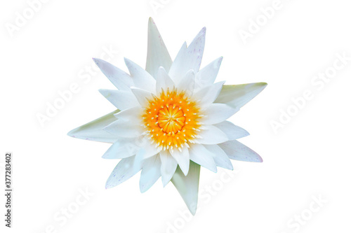 Closeup white lotus flower plant isolated on white background