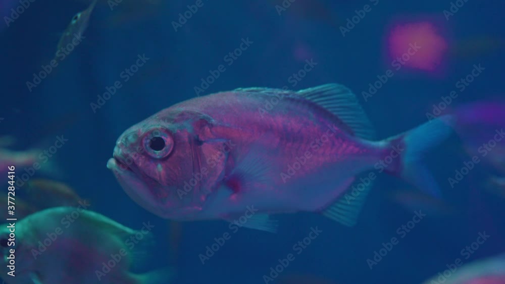 Darwin's Slimehead - Big Roughy Swimming Underwater Inside The Glass Aquarium In Numazu, Japan. Gephyroberyx darwinii. - close up shot Darwin's Slimehead - Big Roughy Swimming Underwater Inside The Glass Aquarium In Numazu, Japan. Gephyroberyx darwinii. - close up shot