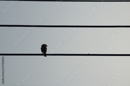bird on a wire © วอน จังมึง