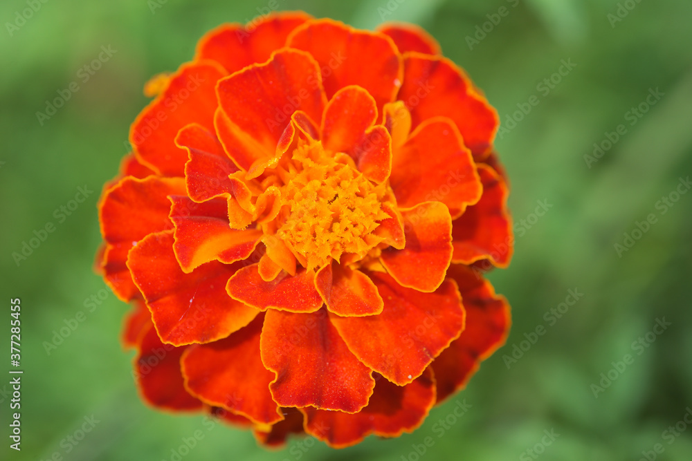 orange flower in the garden orange flower in the garden