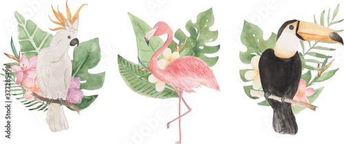 Tropical Bird Watercolor