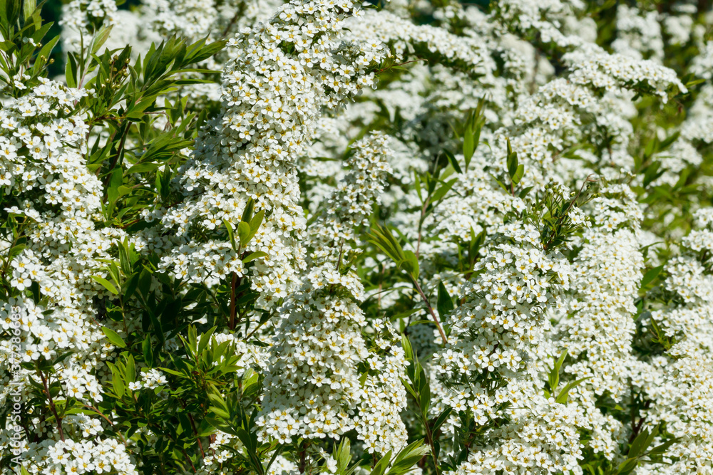 Blooming bush of spirea. Spring time. Spirea blossom Blooming bush of spirea. Spring time. Spirea blossom