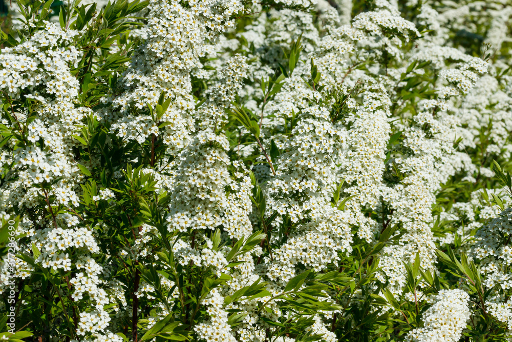Blooming bush of spirea. Spring time. Spirea blossom Blooming bush of spirea. Spring time. Spirea blossom