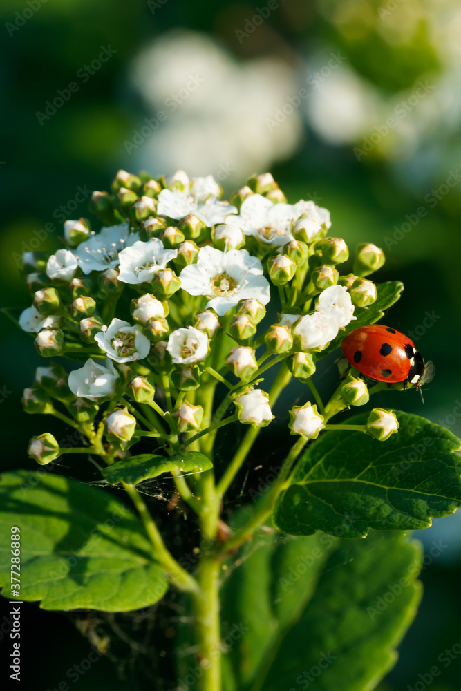Blooming bush of spirea with ladybug. Spring time. Spirea blossom Blooming bush of spirea with ladybug. Spring time. Spirea blossom