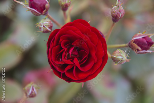 Wallpaper Mural single large red rose flower in a garten, top view Torontodigital.ca