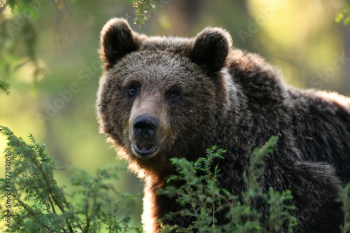 Brown bear portrait at summer forest