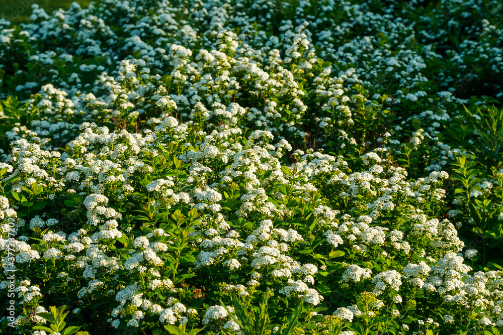 Blooming bush of spirea. Spring time. Spirea blossom Blooming bush of spirea. Spring time. Spirea blossom
