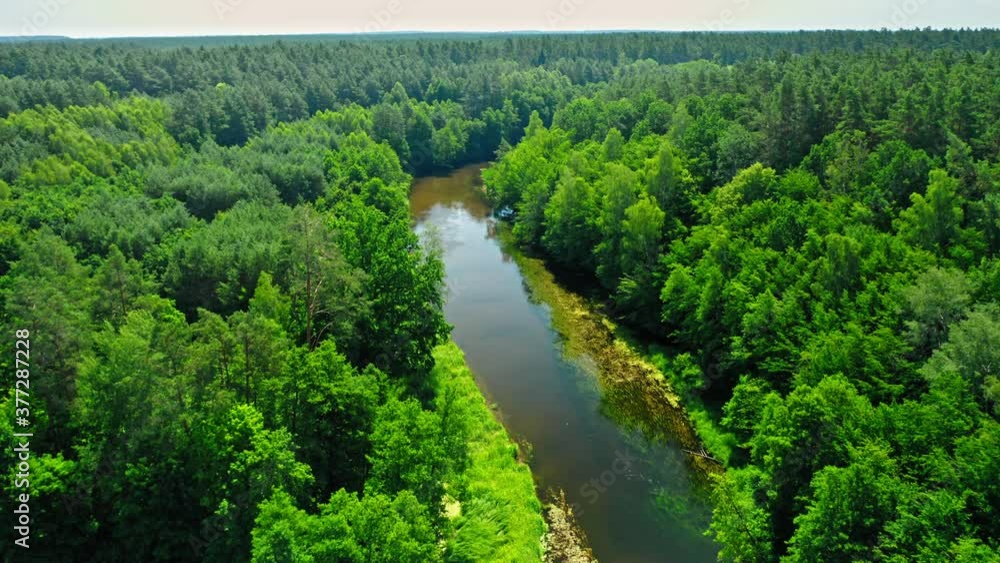 River and green forest in sunny summer, Poland River and green forest in sunny summer, Poland