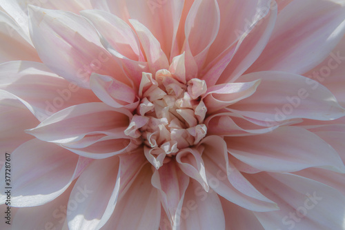 close up of pink dahlia flower, backdrop background © Ivan Lopatin
