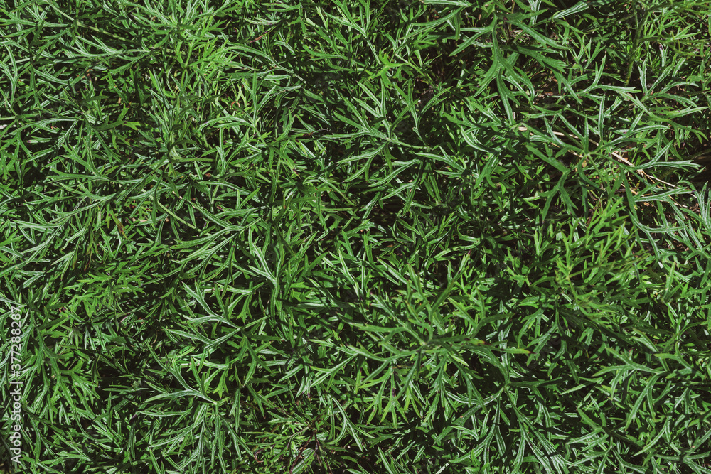 Obraz premium natural green grass backdrop background, top view