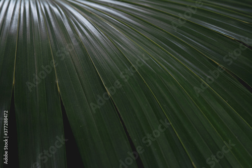 close up of palm leaf background