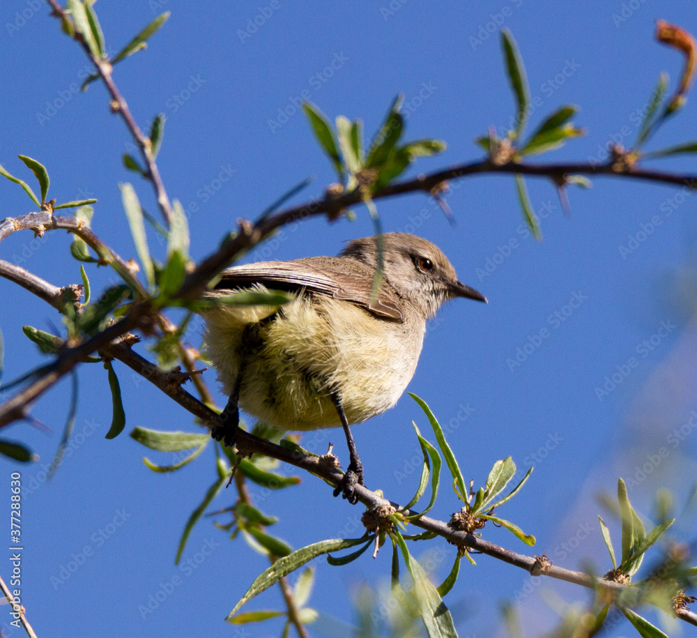 Fototapeta premium Karoo National Park South Africa: Yellow-bellied Eremomela