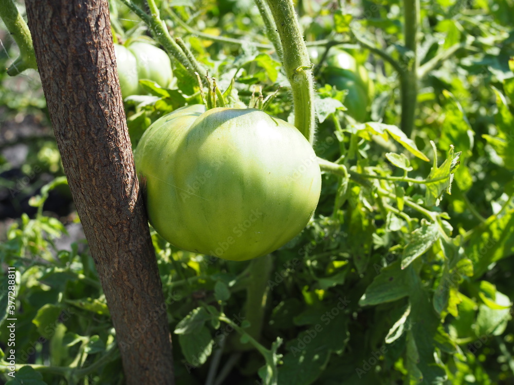 Green Tomatoes in a garden on sunny autumn day Green Tomatoes in a garden on sunny autumn day