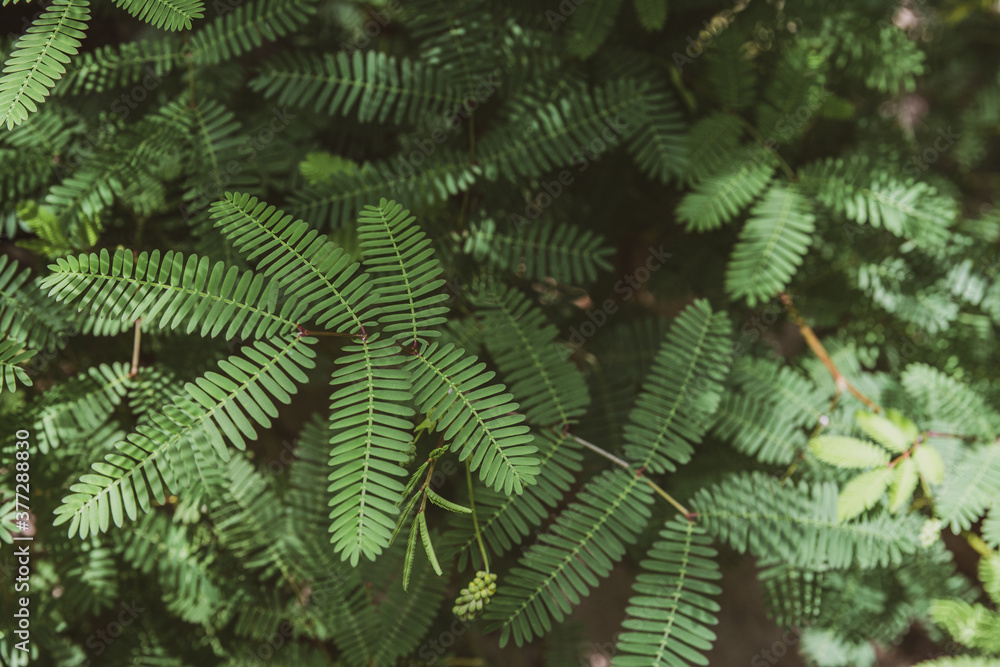 many fern leaves in the forest backdrop background, top view