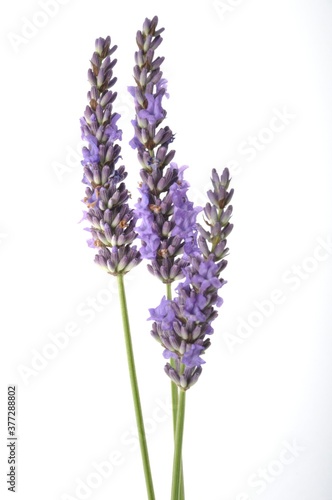 Fototapeta Naklejka Na Ścianę i Meble -  lavender in bloom on white background