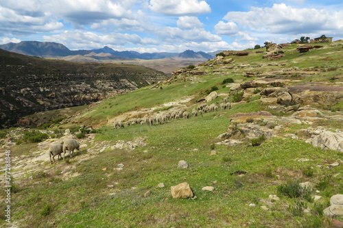 Landscape of sheep grazing in the mountains near Malealea in the scenic Kingdom of Lesotho, Southern Africa photo