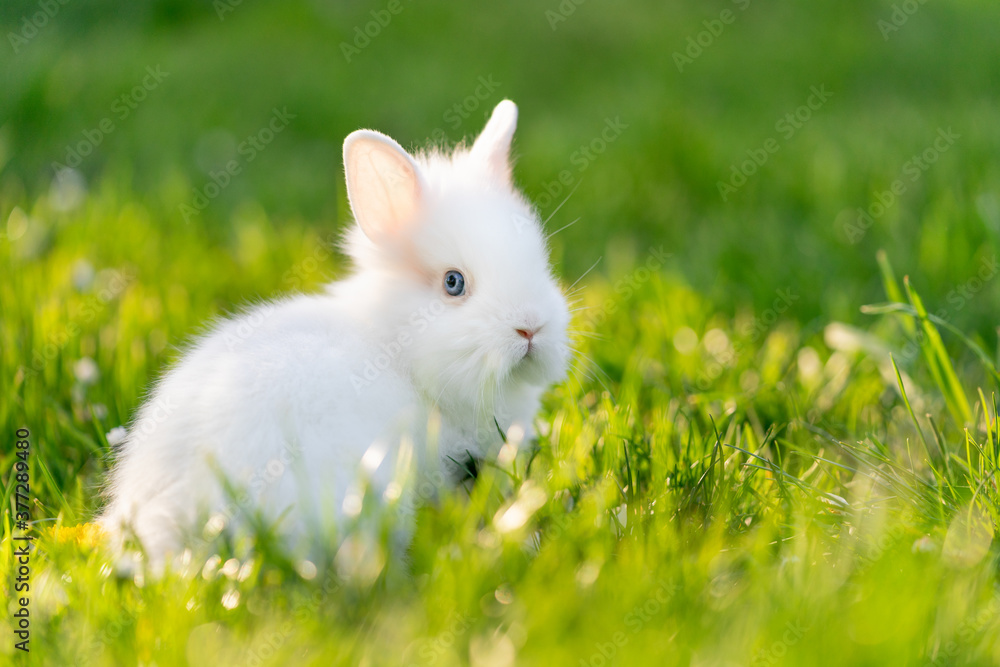 Baby rabbit outside in the garden. Green grass and white animal. Baby rabbit outside in the garden. Green grass and white animal.