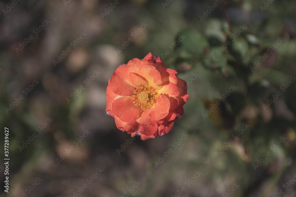single red and orange rose flower in a garden, top view single red and orange rose flower in a garden, top view