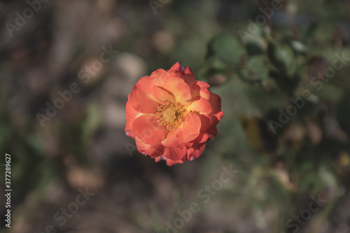 single red and orange rose flower in a garden, top view