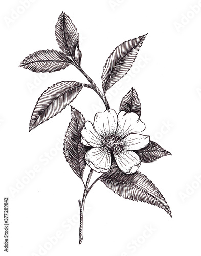 Branch of apple tree with leaves and flower, hand drawn illustration in black and white