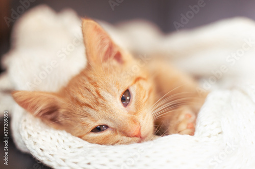 A ginger cat sleeps on soft cozy bed with knitted white blanket. soft focus